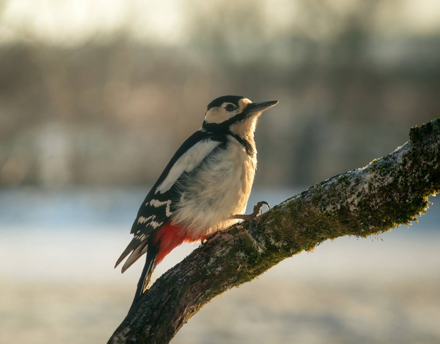 птицы, дятел, wildlife, birds, great spotted woodpecker, зима, Алексей Юденков