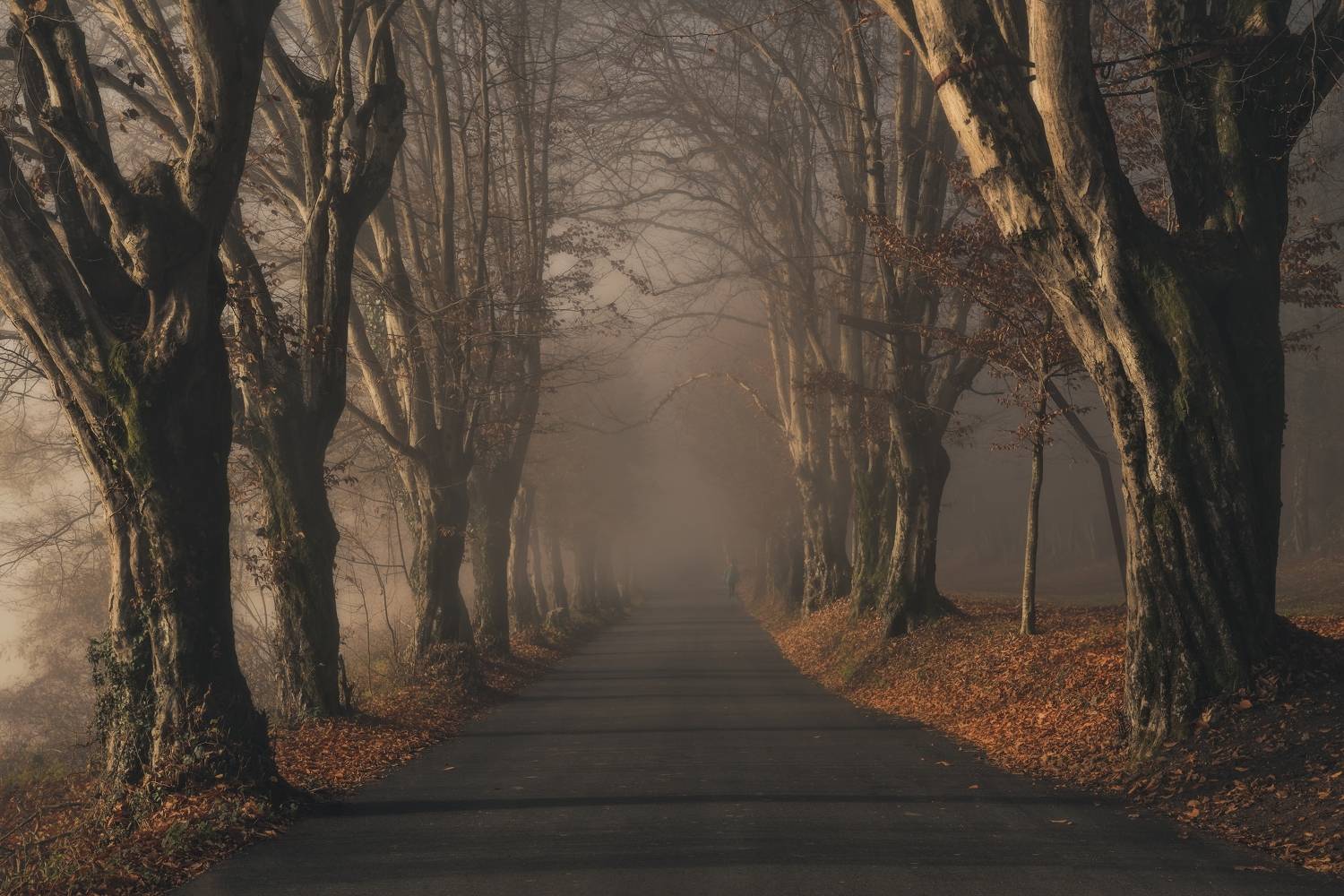 , de Franzoni Thomas