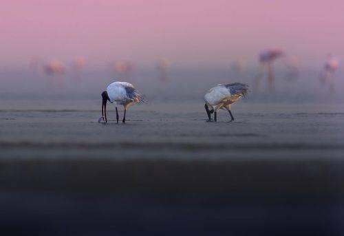 Black-headed ibis