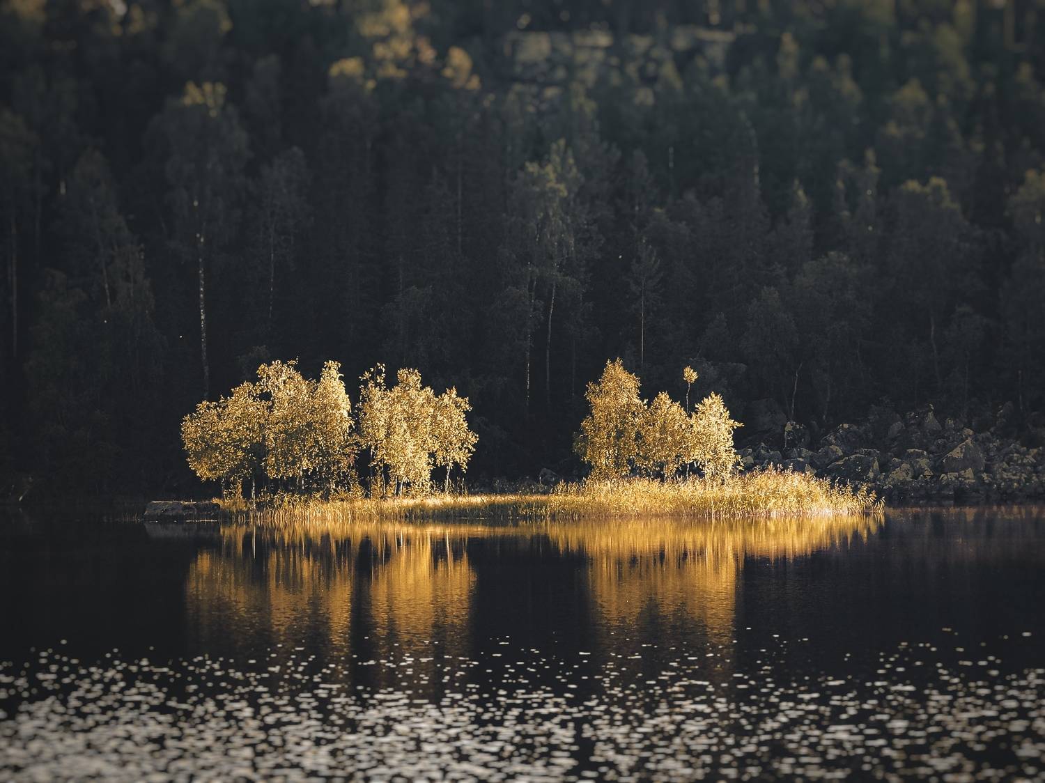 пейзаж, лес, озеро, остров, карелия, Хомастя Настя