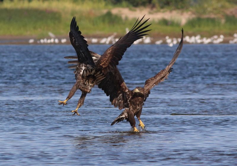 природа, животные, птицы, орланы, волга, самарская область, анималистика, фотоохота Капоэйра фото превью