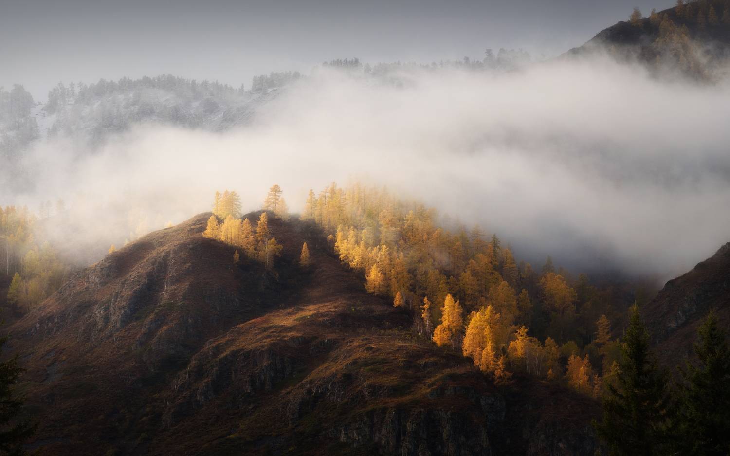 горный алтай, осень в горах, алтай, лиственницы, золотая осень, онгудайский район, горный склон, осенний алтай, Рубан Алена