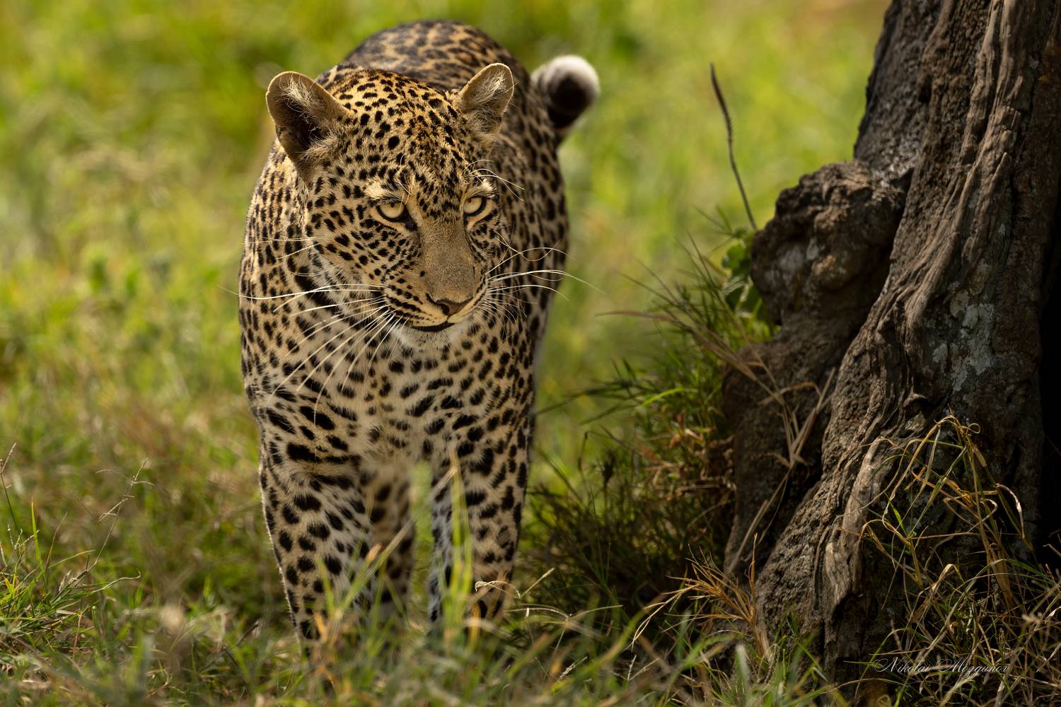 , Николай Мозгунов