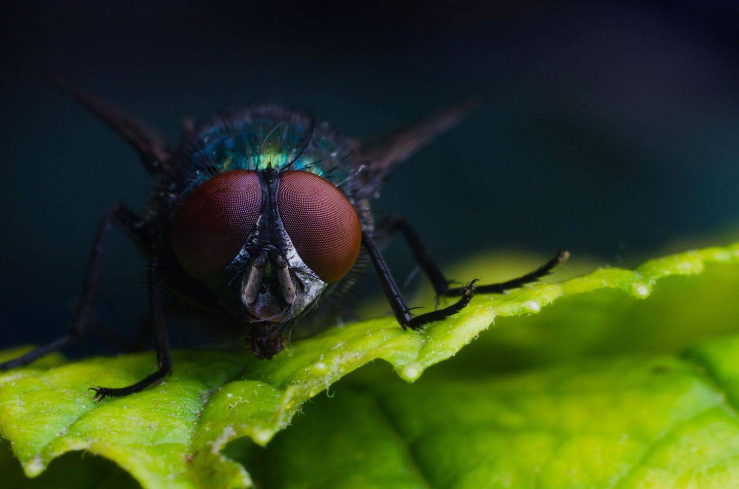 , Савенко Кирилл