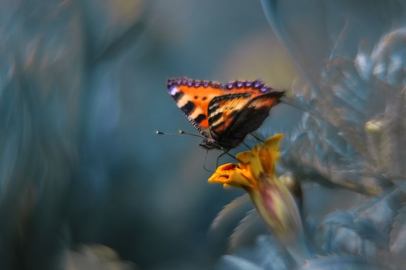 бабочка, крапивница, макро Бархатный вечер фото превью