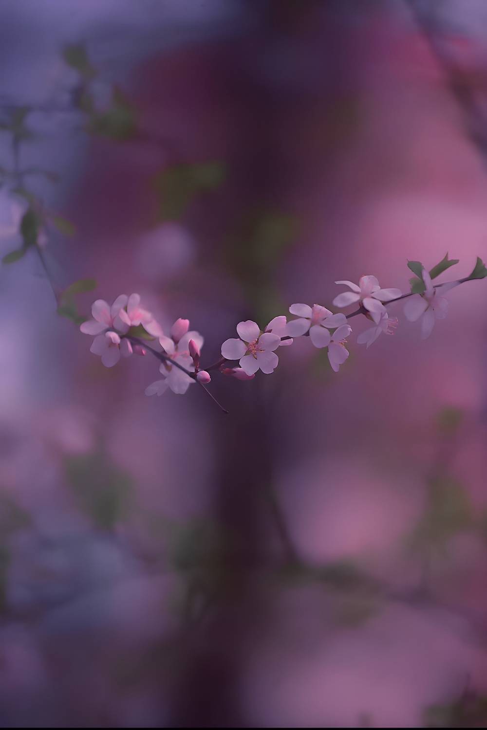макро, macro, цветы, flower, весна, spring, Julia Kaissa