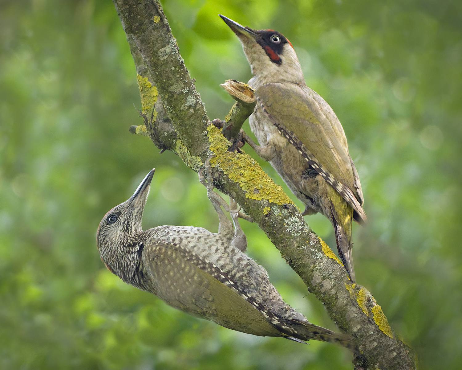 , Евгени Стефанов