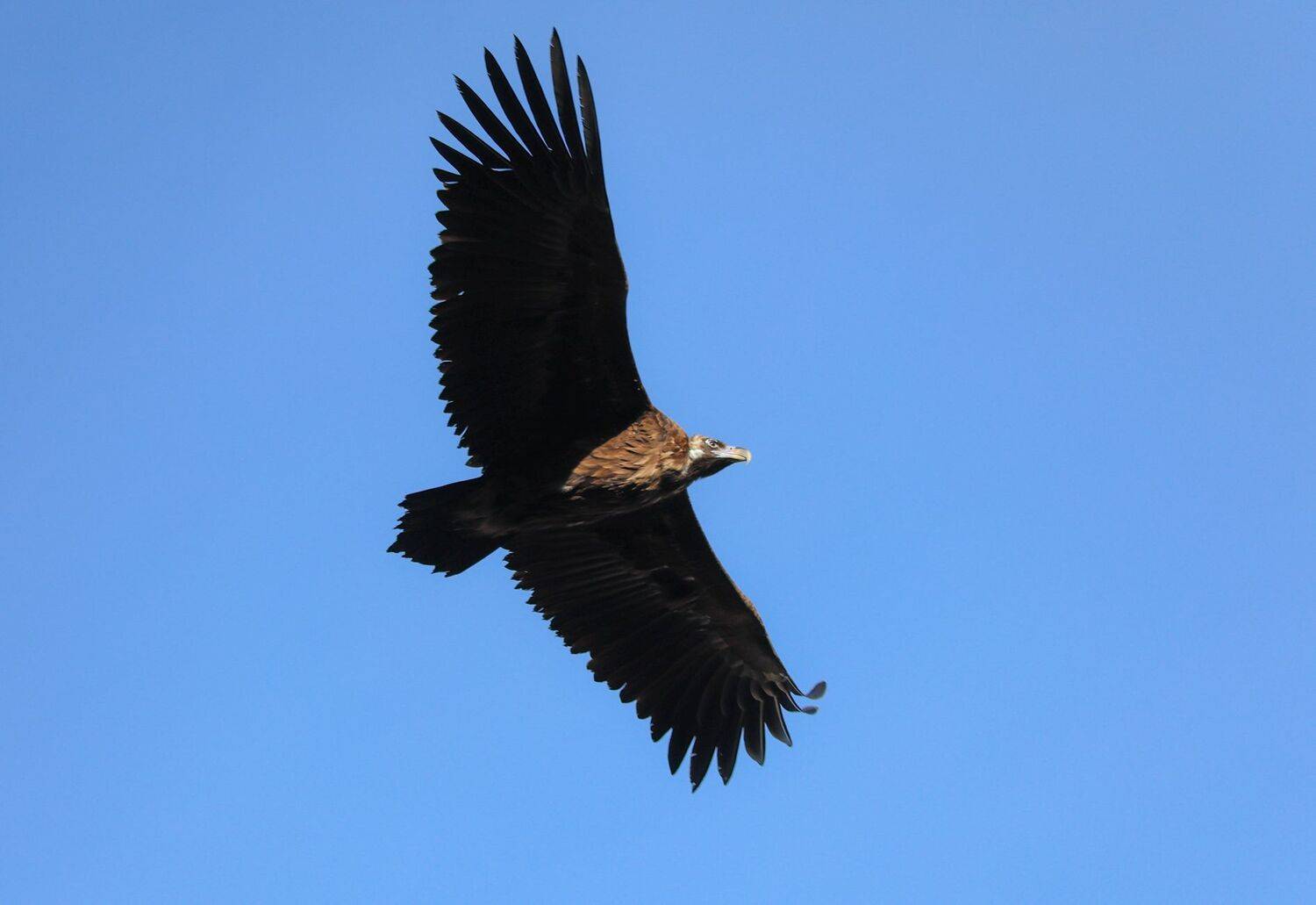гриф,чёрный гриф,птица,редкая птица,дагестан,, Magov Marat