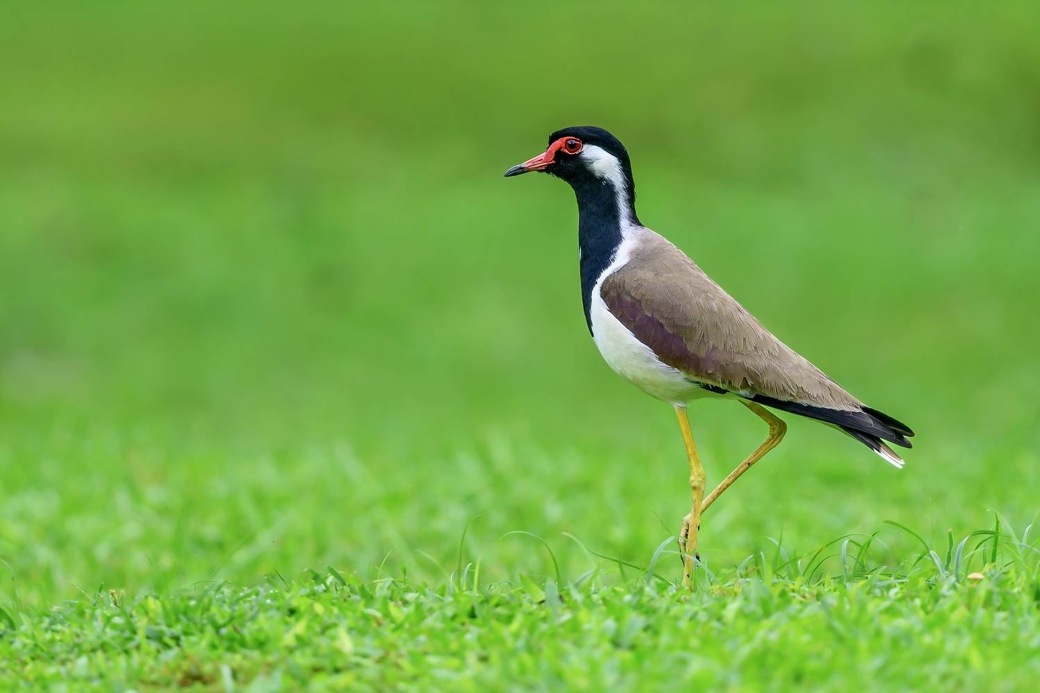 , Пупонин Сергей