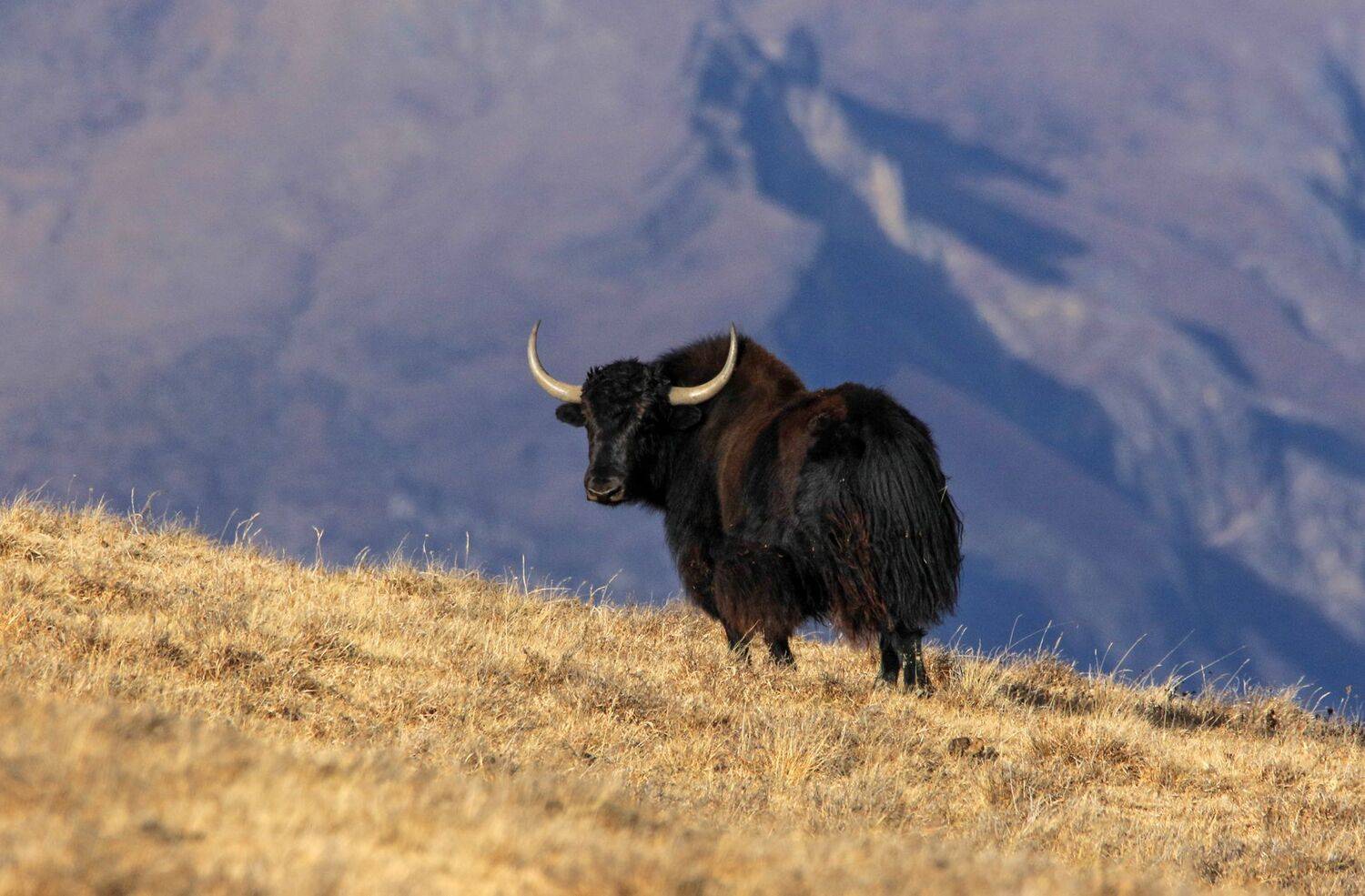 як,горы,дагестан,гунибский район,осень,, Magov Marat