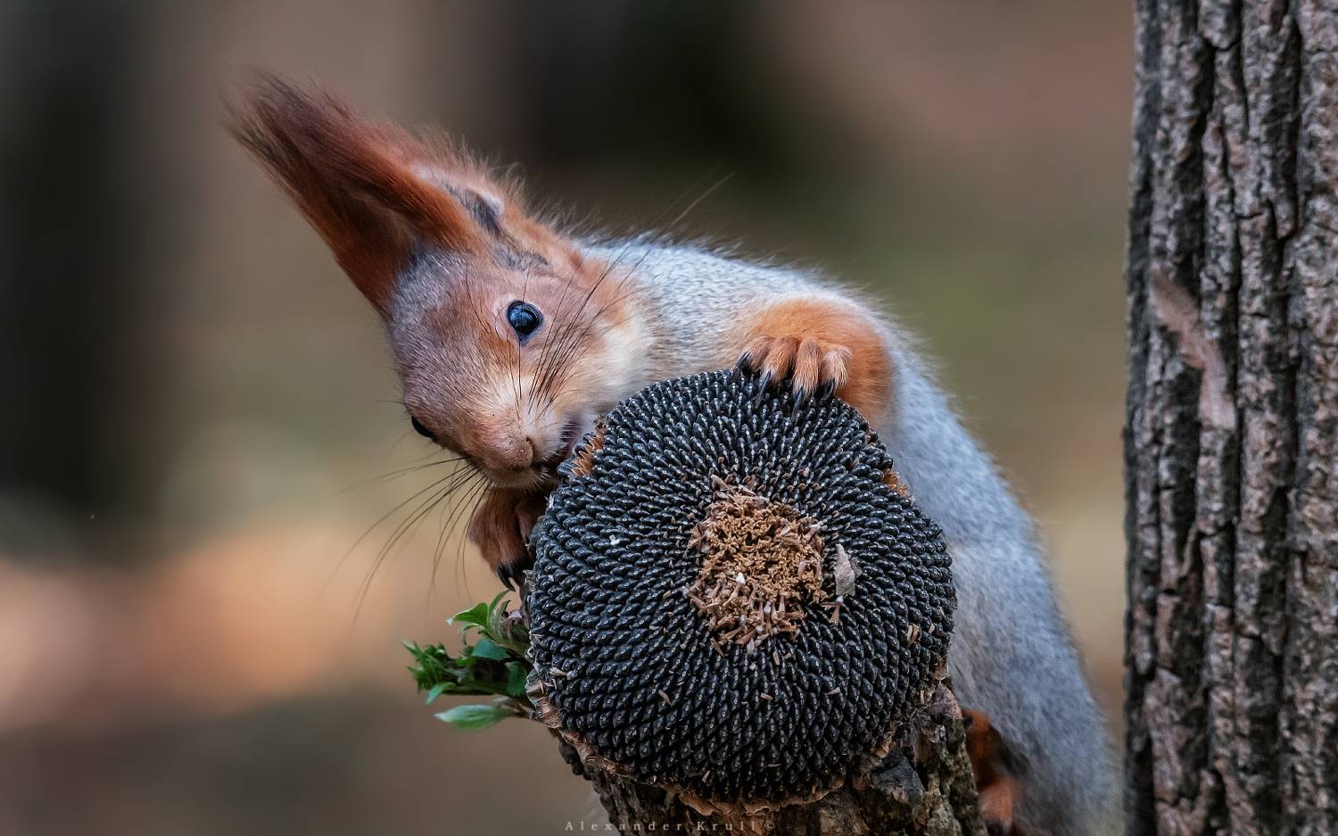 белка, векша, подсолнух, Круль Александр