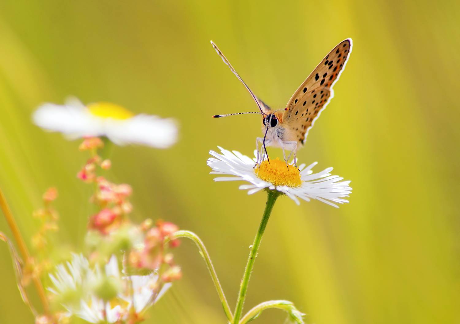 , Чепленко Алексей