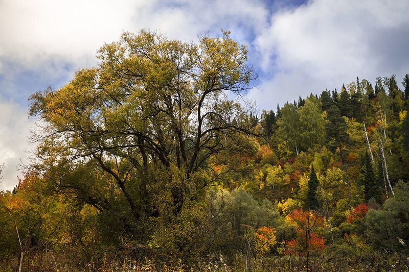 осень, сибирь, россия . фото превью