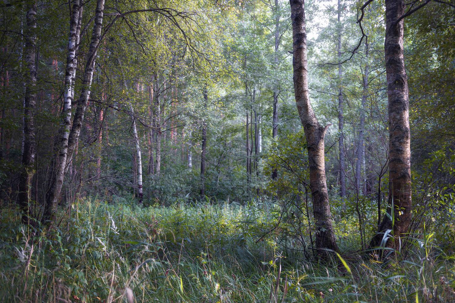 лес, деревья, листва, Валерий Вождаев