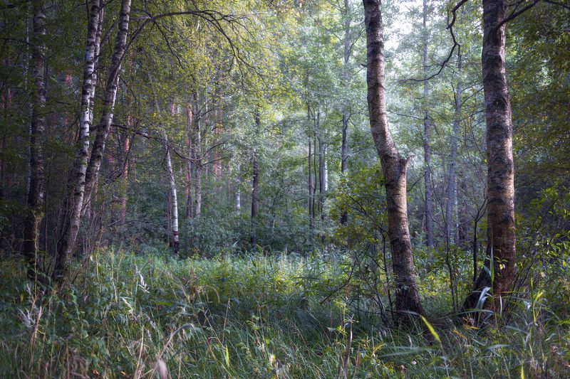 лес, деревья, листва В августовском лесу фото превью