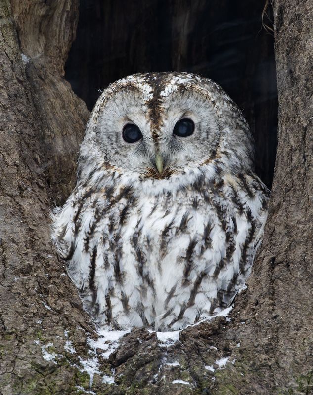 серая неясыть, strix aluco, фото птиц, птицы, неясыть царицино Серая неясыть. (Strix aluco) фото превью