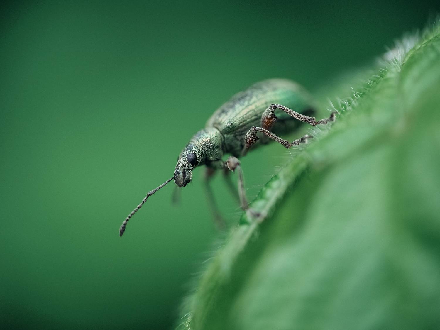 макро, насекомое, жук, долгоносик, зелёный, macro, bug, insect, green, Протченко Ирина