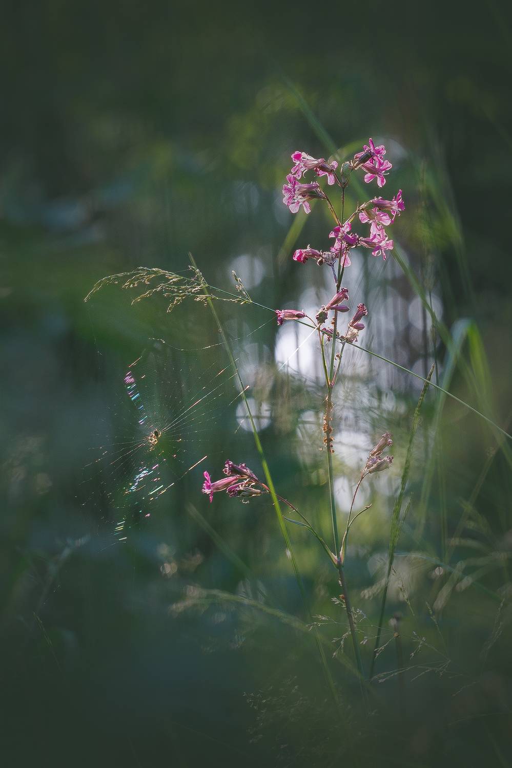 , Кузнецов Дмитрий