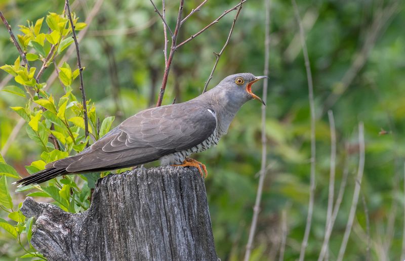 птицы, кукушка, фотоохота, природа, весна, лето Конкретное Ку-Ку! фото превью