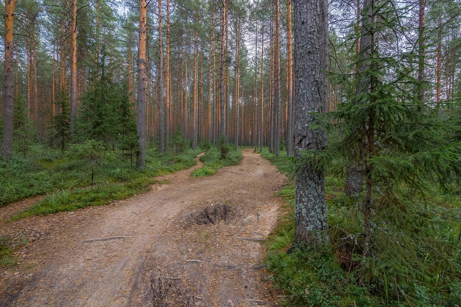 тропа, дорога, лес, бор, сосны,, Анкудинов Леонид