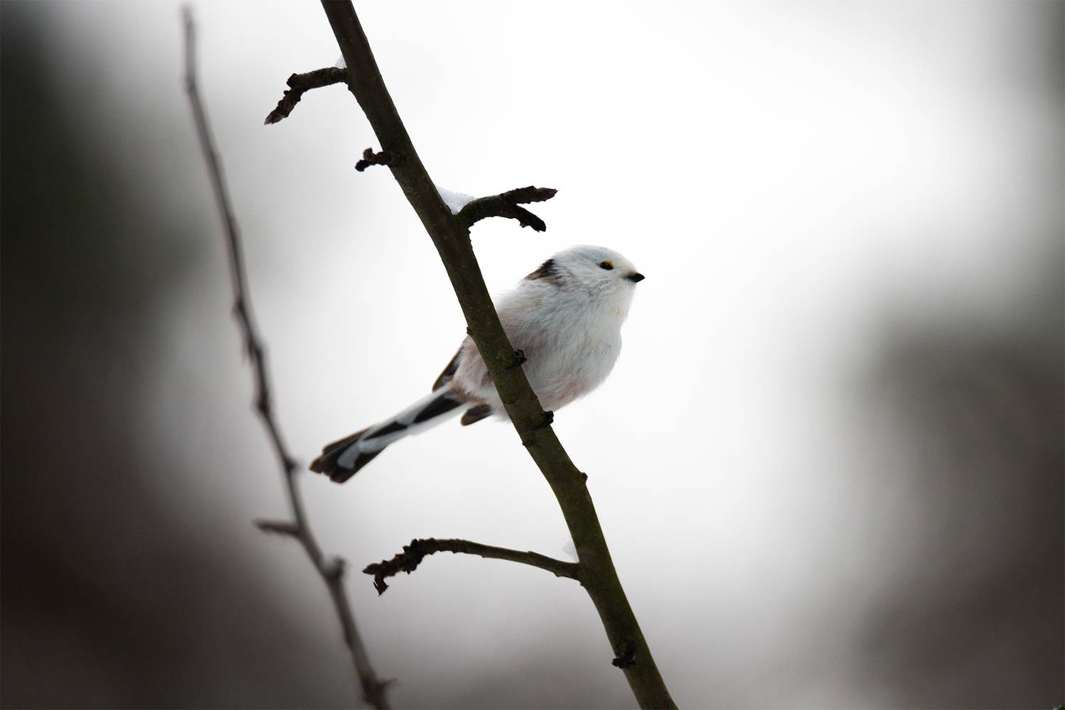 , Чудинин Дмитрий