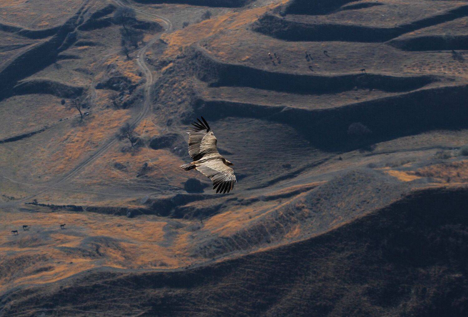 гриф,белоголовый сип,птица,падальщик,горы,дагестан,гунибский район,, Magov Marat
