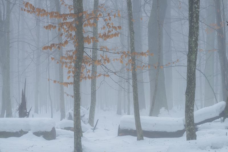 На исходе ноября фото превью