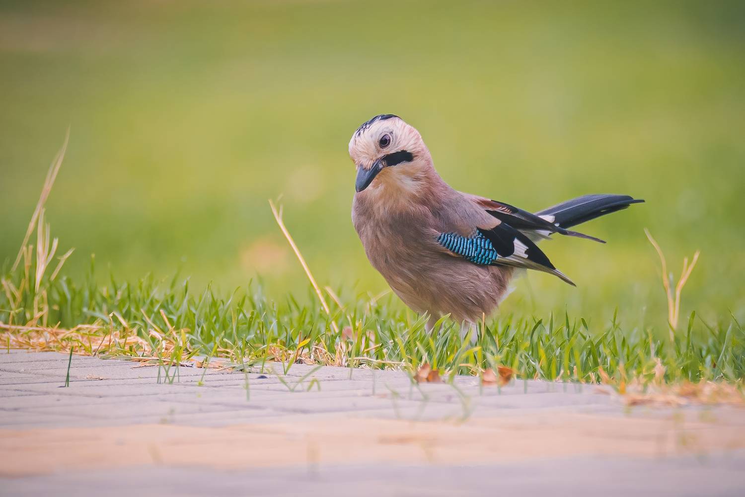 , Дина Нестеркова
