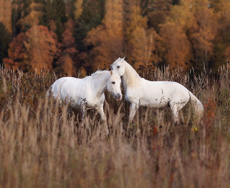 лошади, рысаки, белогривые, поле, осень, природа, horses, beautiful, autumn, nature Белогривые рысаки фото превью
