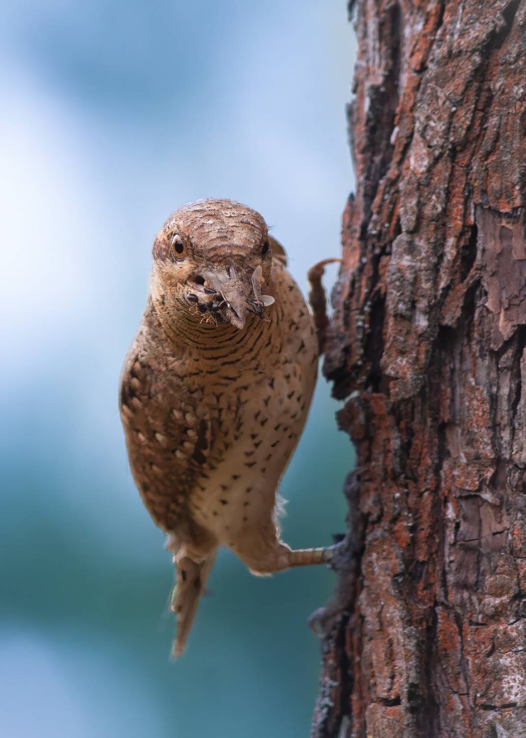 , Денис Пронин