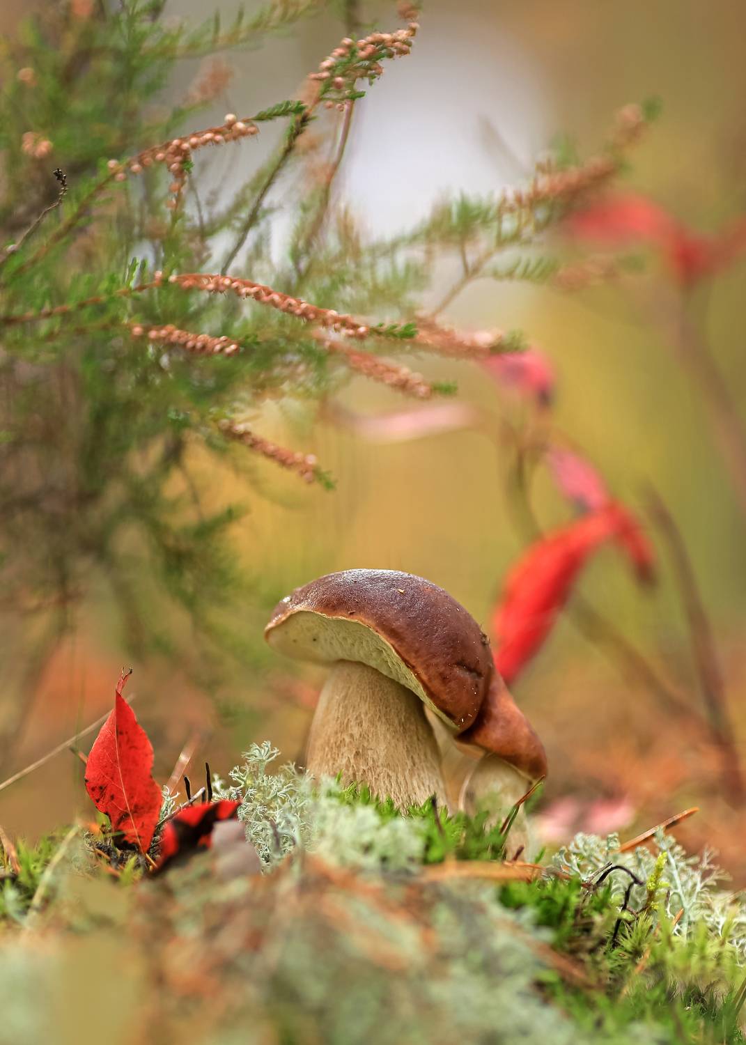 белый гриб,беларусь, лес, закат, ирина горюкина,осенний поцелуй, ГОРЮКИНА ИРИНА