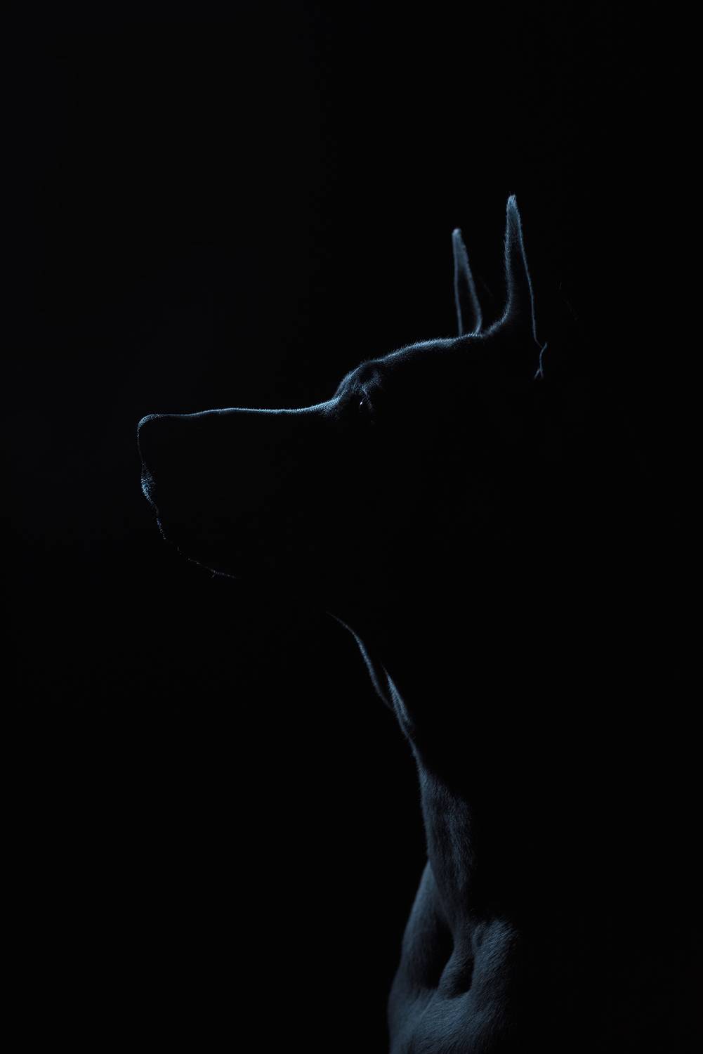 собака, животное, dog, тайский риджбек, силуэт, Евгений Крутиков