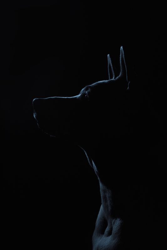 собака, животное, dog, тайский риджбек, силуэт Юна фото превью