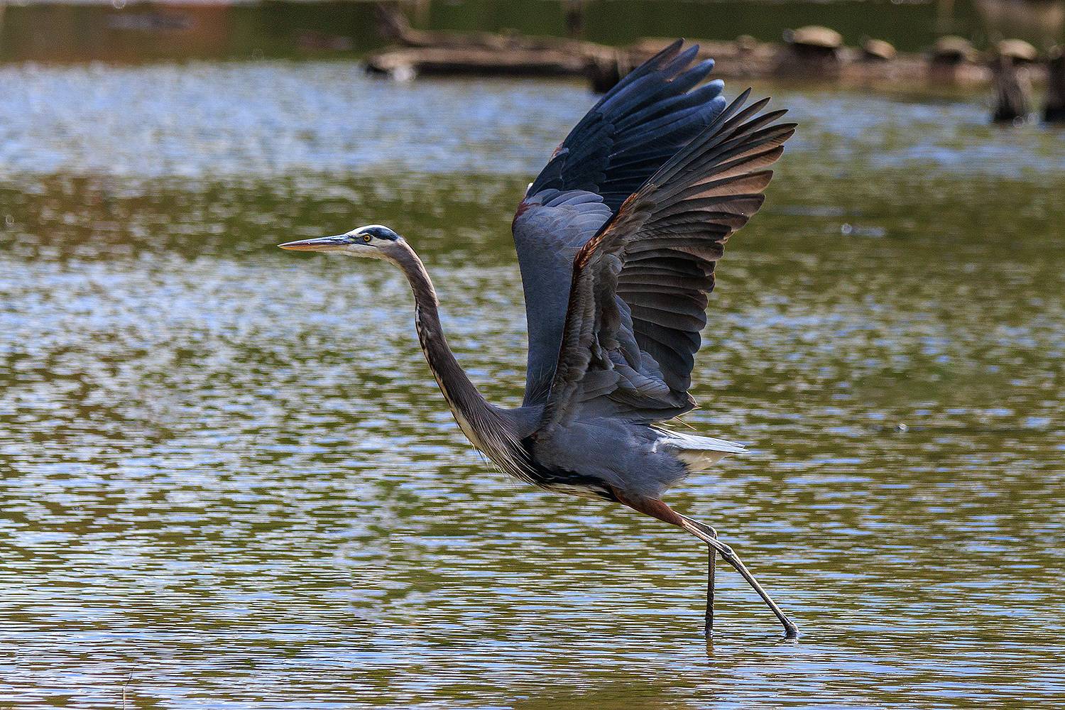 , Леонид Дьяченко
