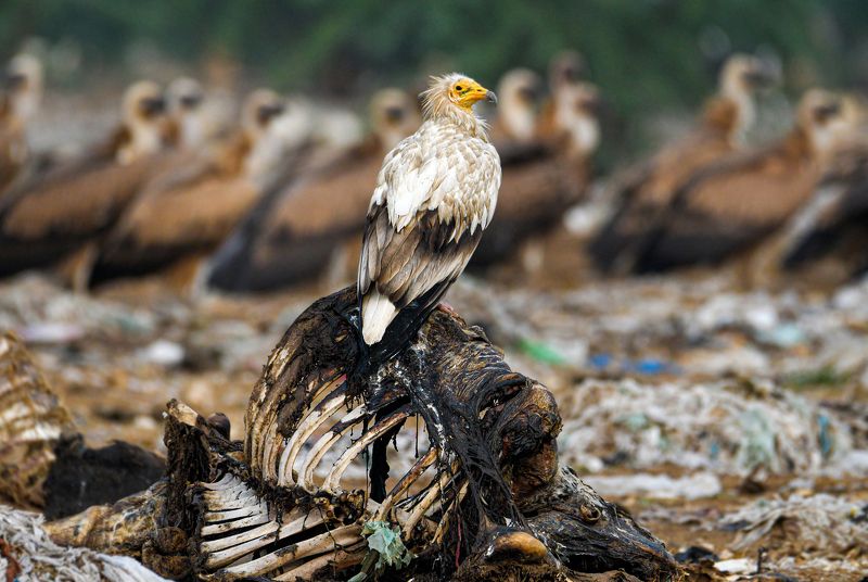 Collage of birds фото превью