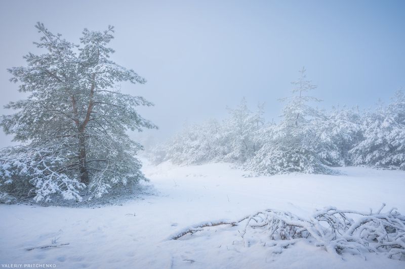 природа, пейзаж, снег, мороз, зима, Куршская коса, winter, landscape #nature #snow Зимний образ Куршской косы фото превью