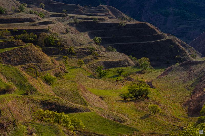 дагестан Террасы аула Чох фото превью