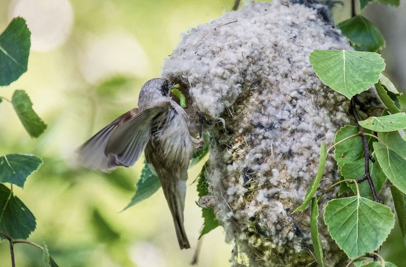 птица, ремез, гнездо, заботы, Ремез и заботы. фото превью