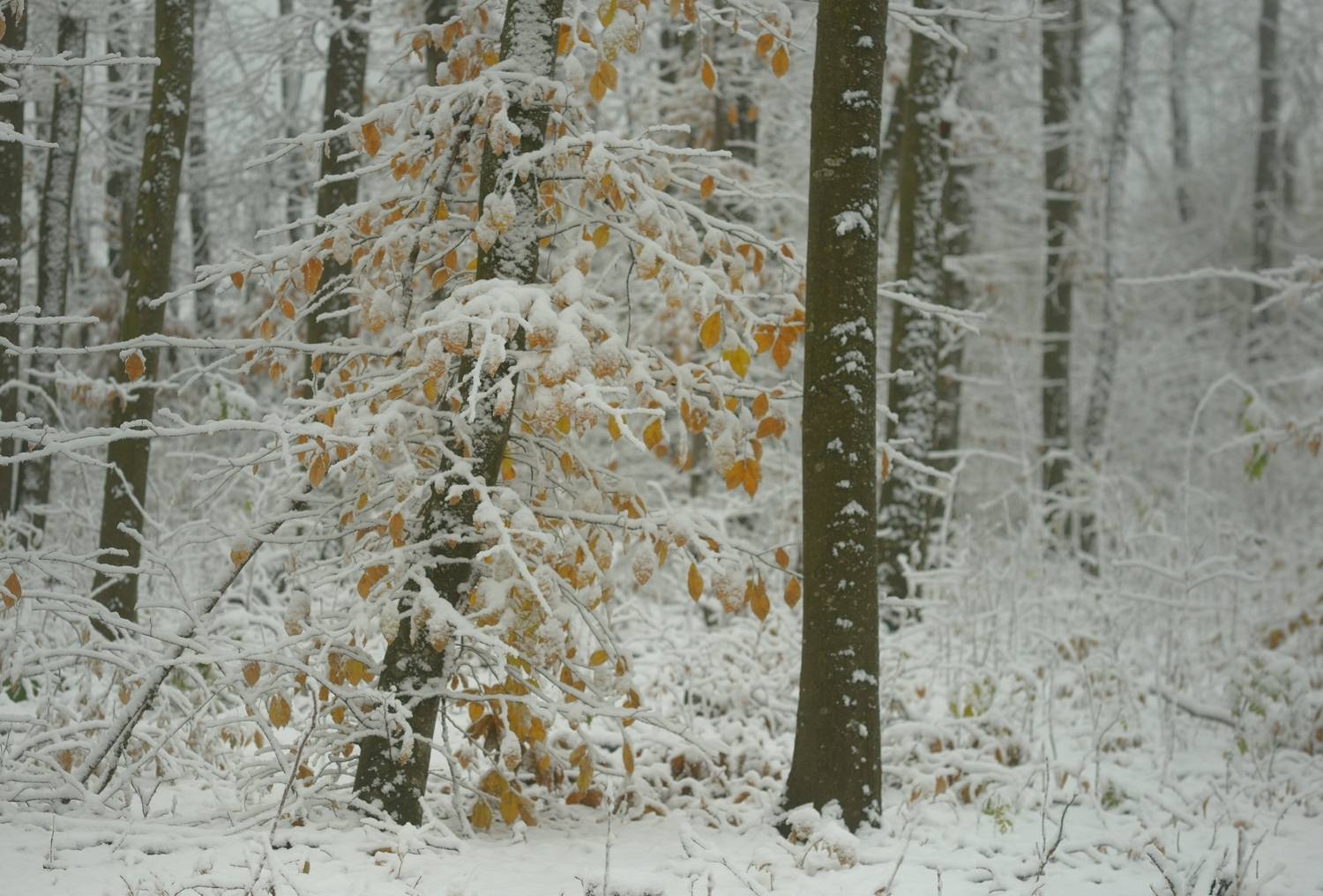 осень листва утро лес снег, Александр Жарников