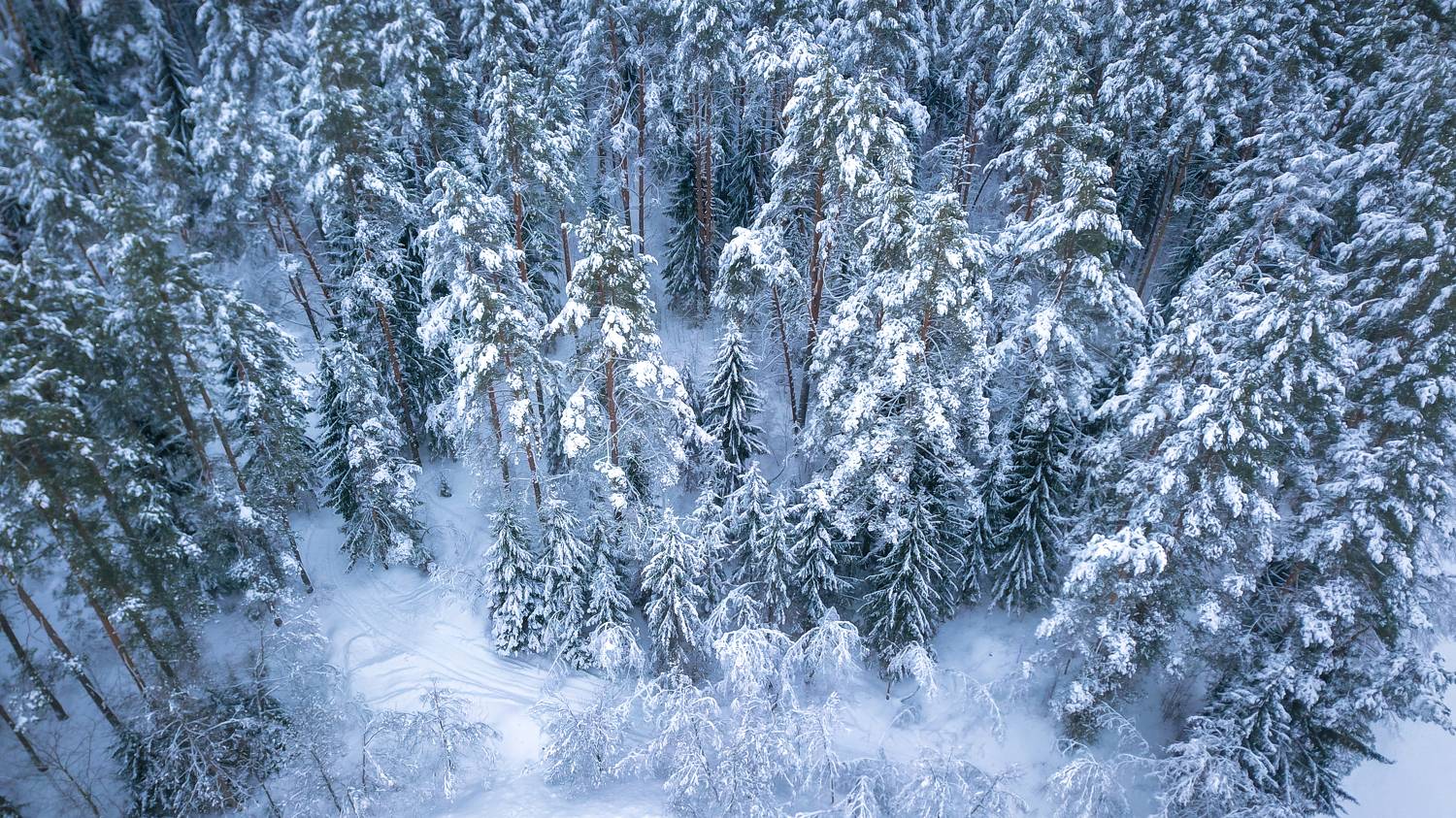 , Сергей Фаренюк