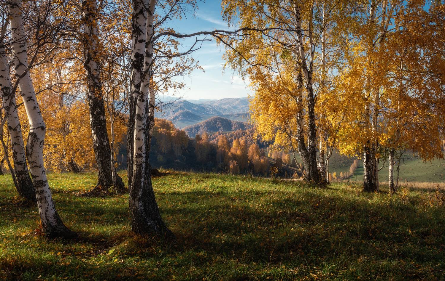алтай, алтайский край, холмогорье, солонешенский район, солонешье, солонешное, золотая осень, золотые березы, березовая роща, березовые околки, предгорья алтая, предгорья, осень в предгорьях, Рубан Алена