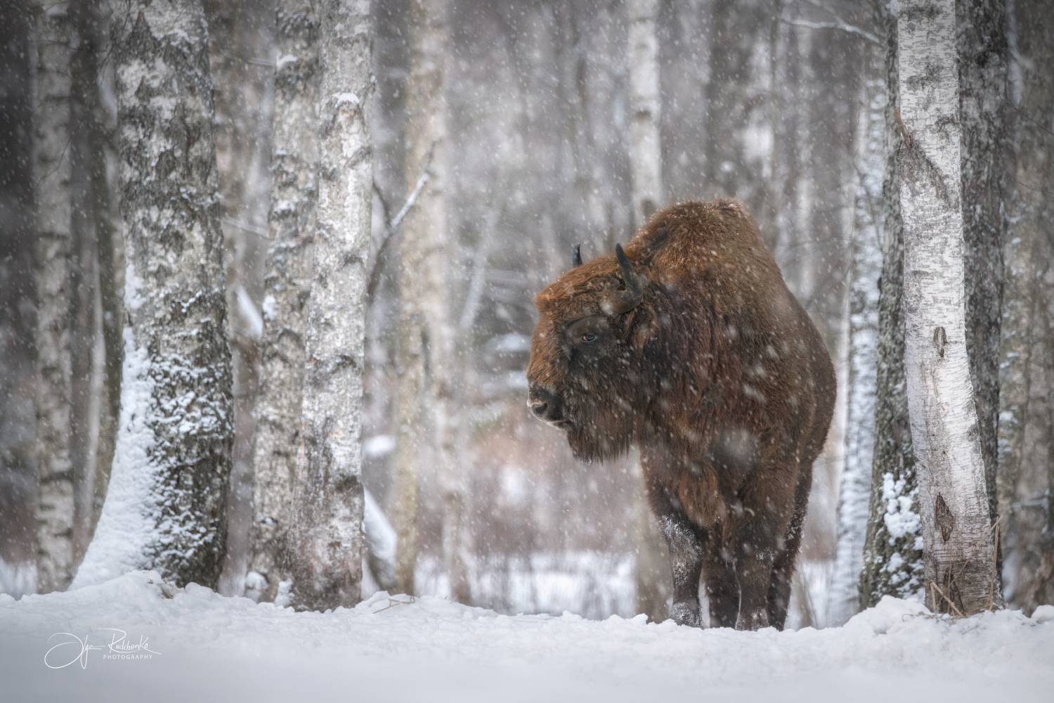зубр, животные, снегопад, зима, беларусь, Рудченко Ольга
