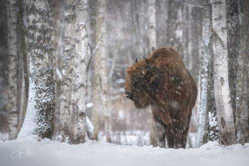 Опять метель....