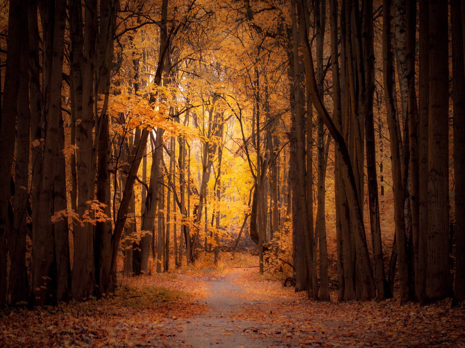 лес, осень, пейзаж, Хомастя Настя