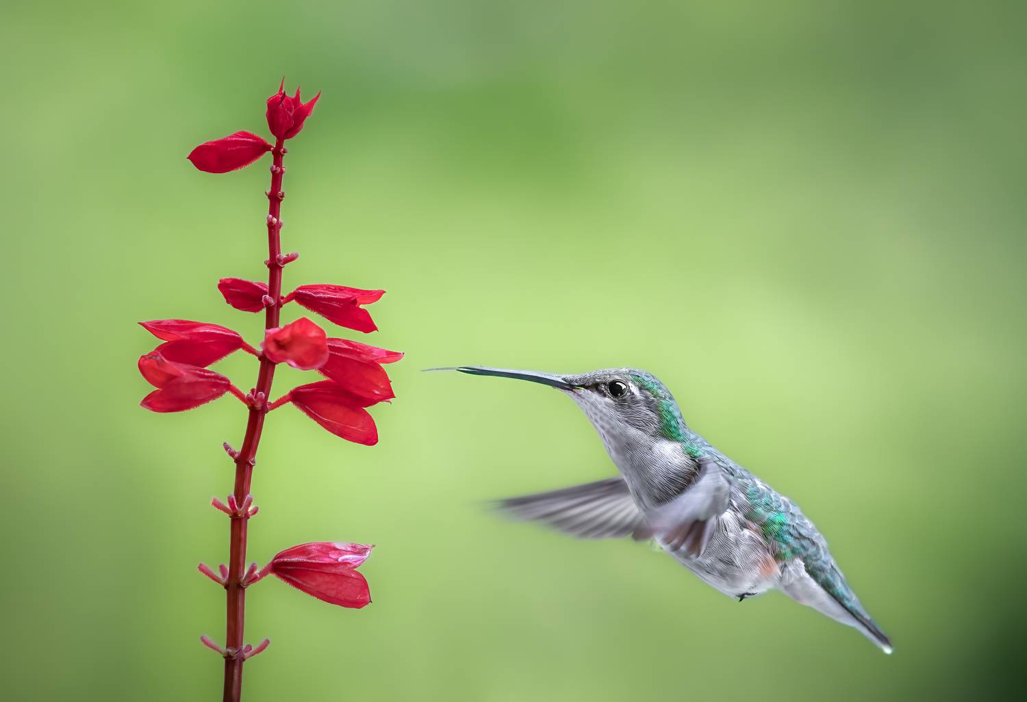 bird, humming, hummingbird, hummingbirds, hummer, rufous, nature, animals, wild, action, dynamic, Atul Saluja