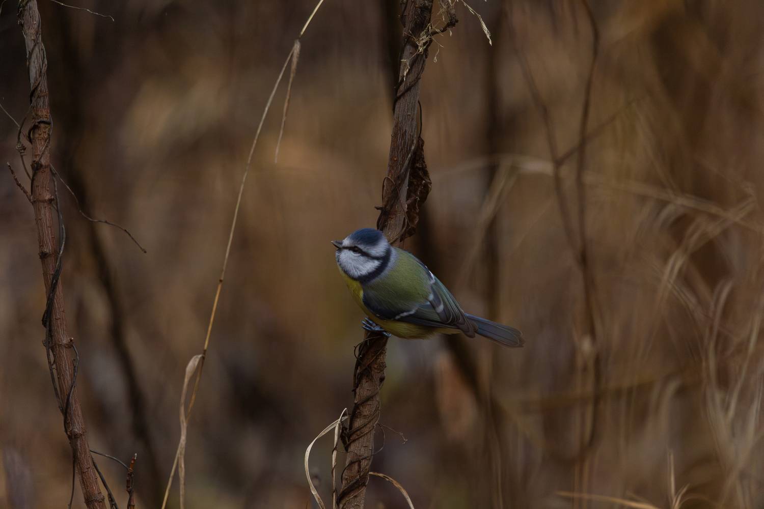 , Гильманов Артур