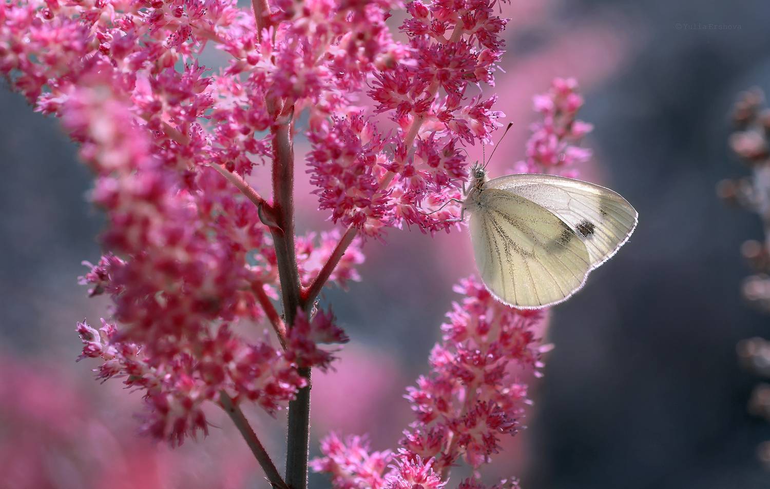 бабочка, макро, Ершова Юлия