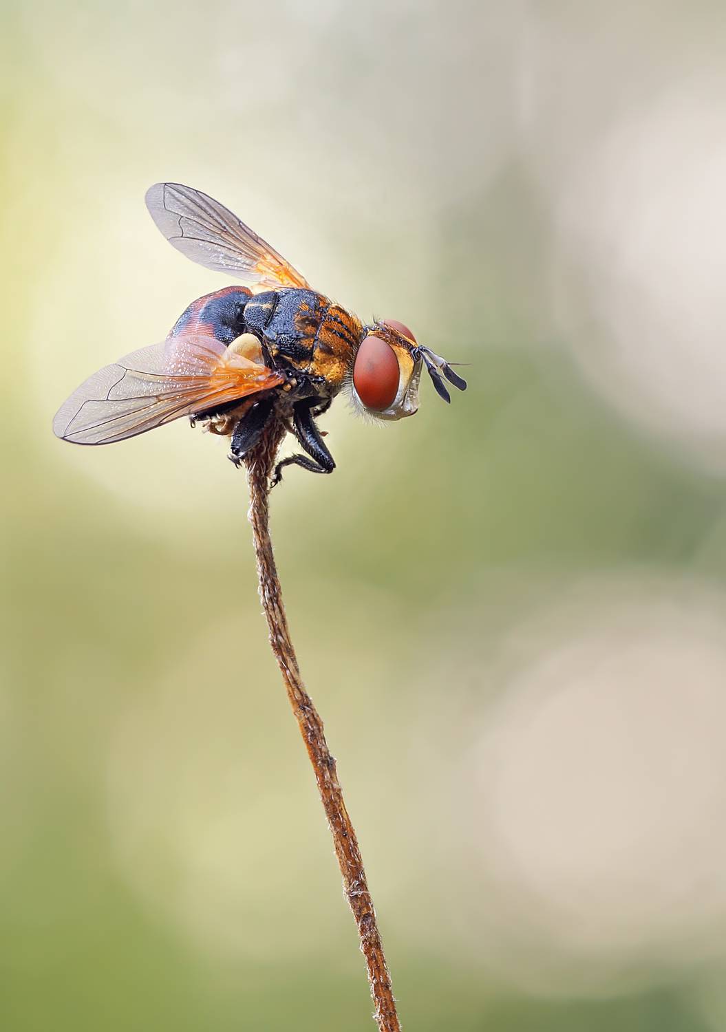 , Чепленко Алексей