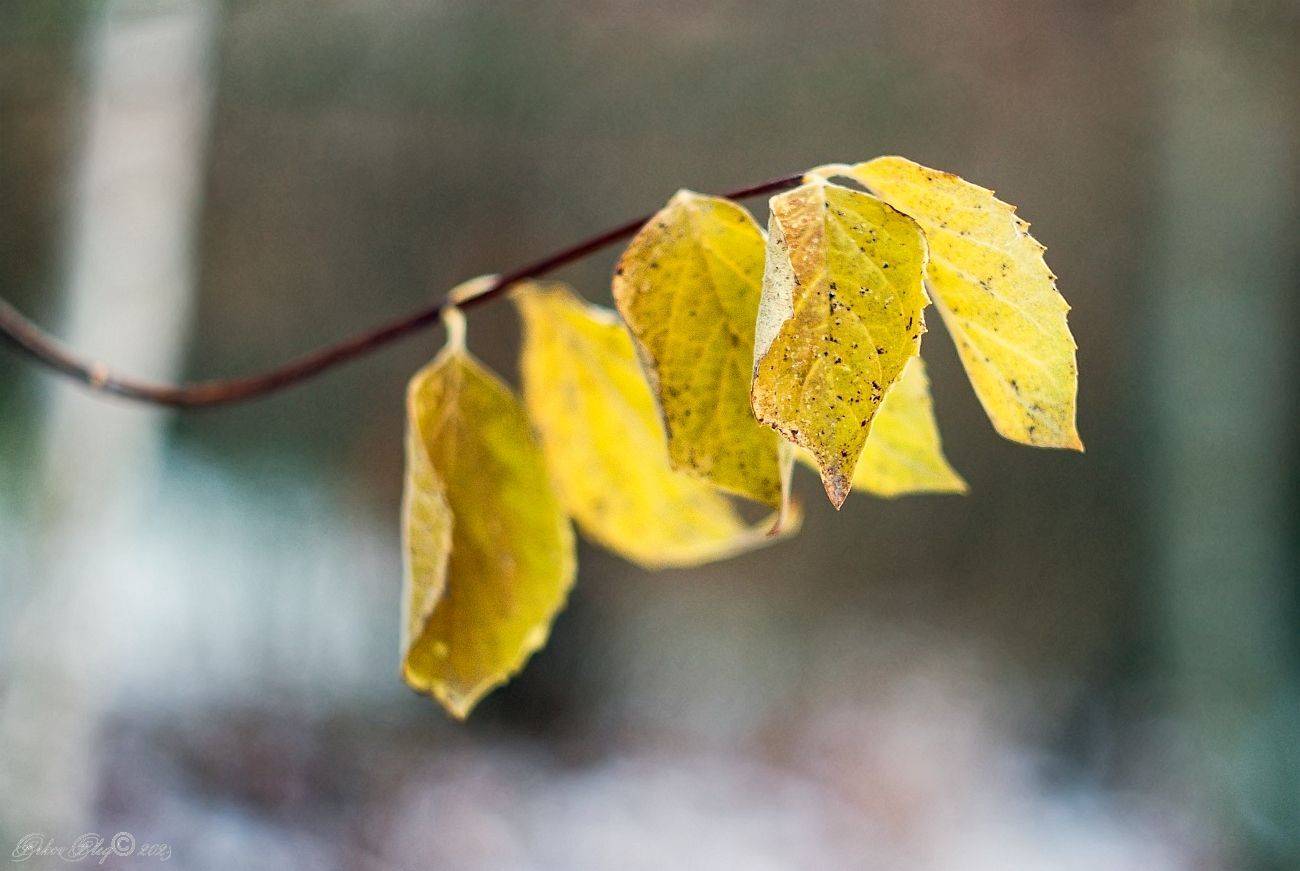 , Орлов Олег