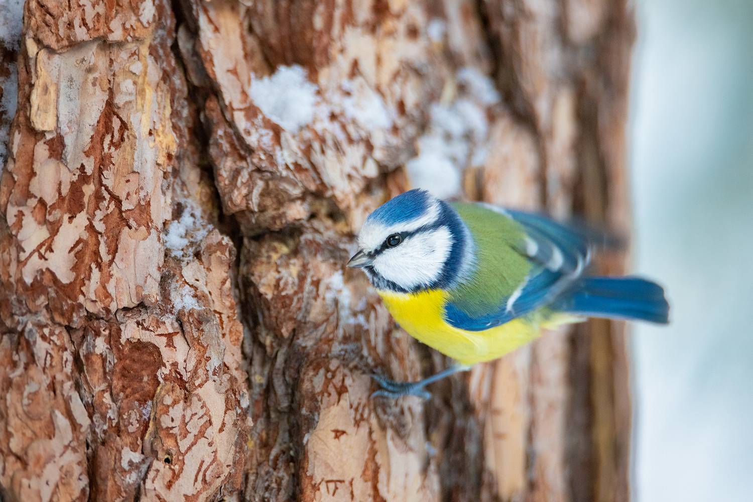 , Чудинин Дмитрий